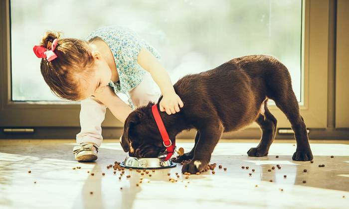 Little girl feeding her puppy