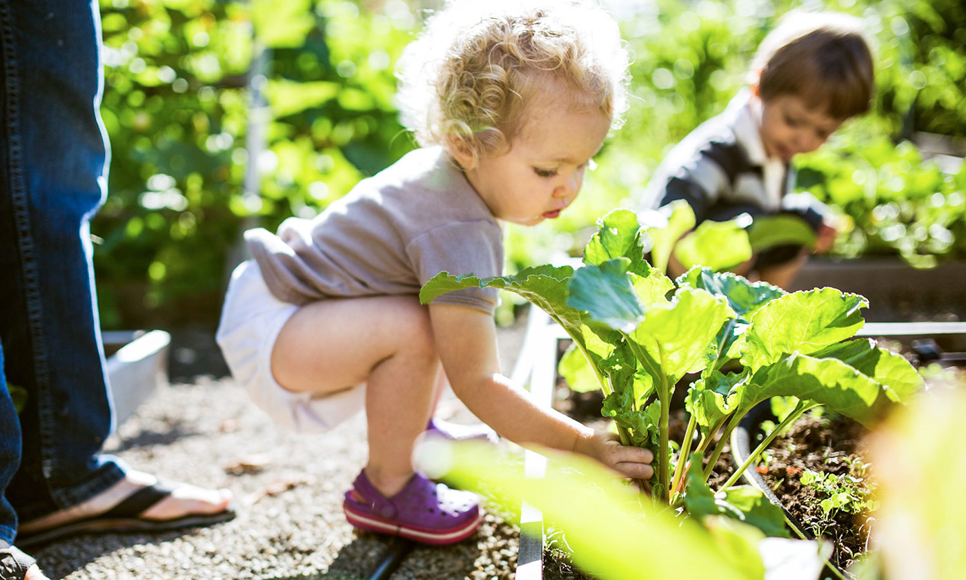 Two toddler aged kids harvest fresh beets