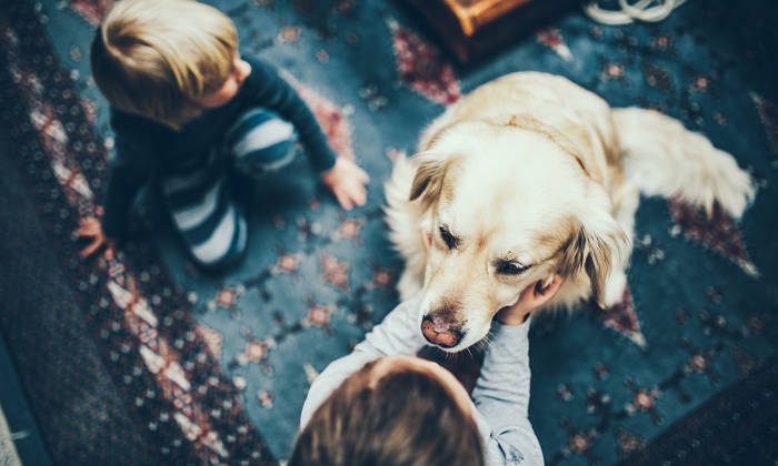 Siblings cuddling their golden retriever on carpet